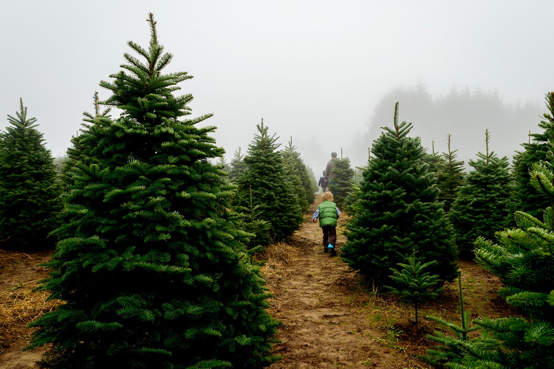Ever Thought About Starting Your Own Christmas Tree Farm? Here's What to Know