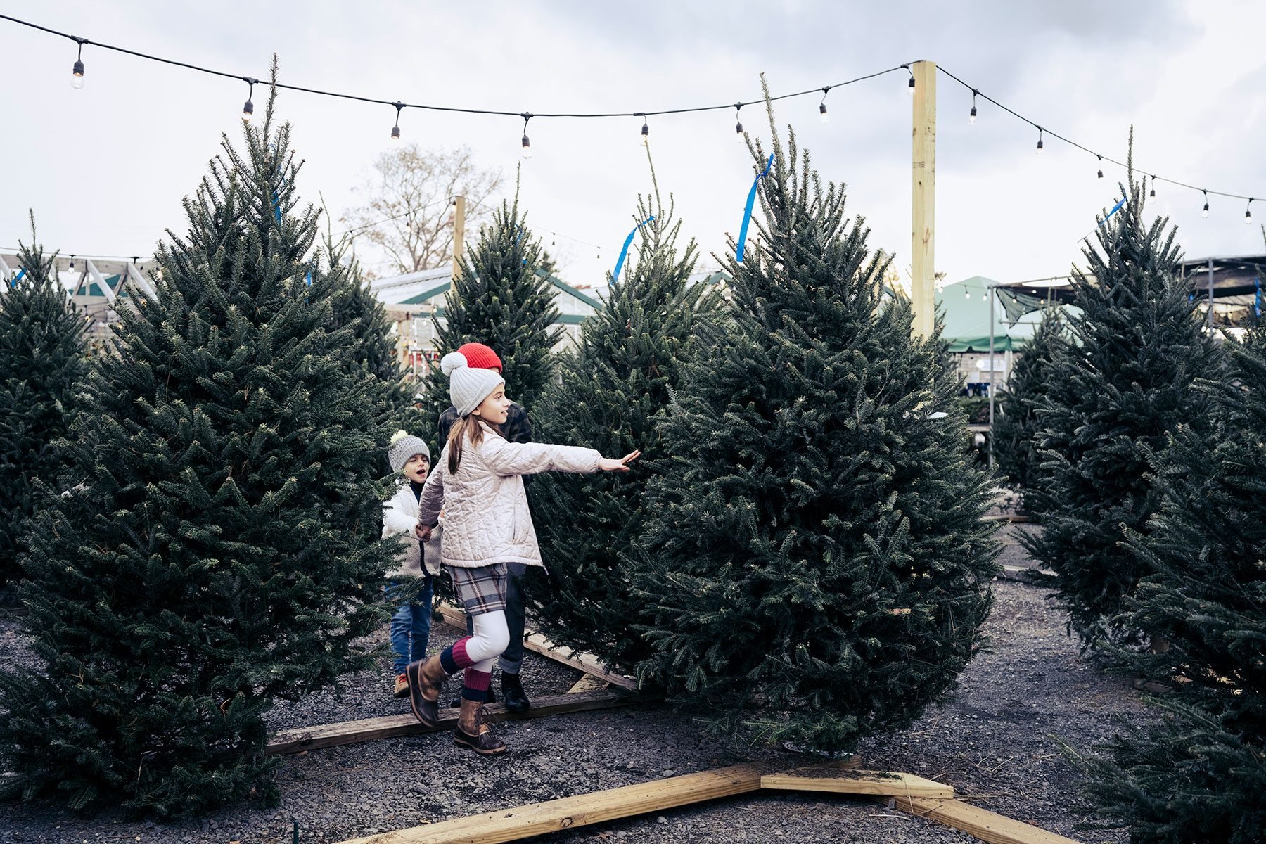 How Long Do Christmas Trees Last?