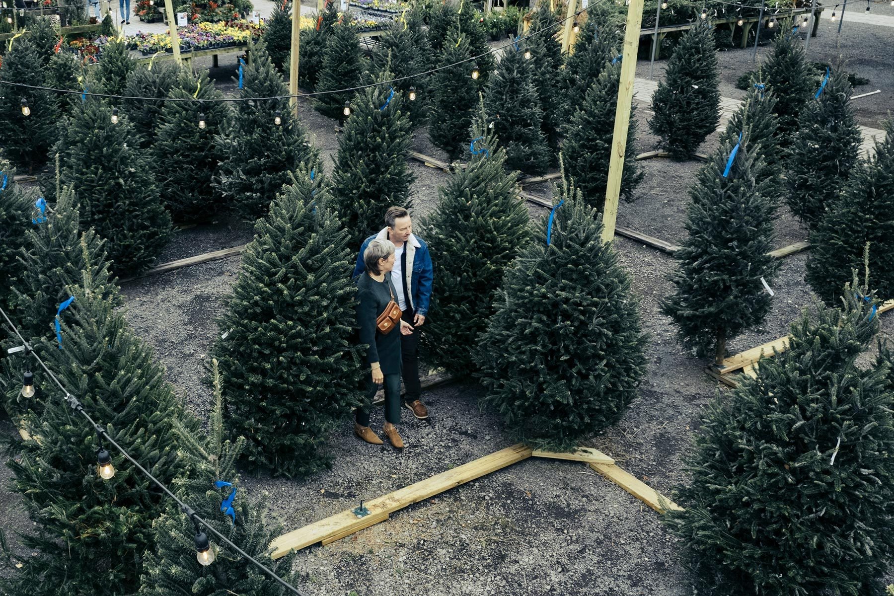 Where to buy on sale real christmas trees