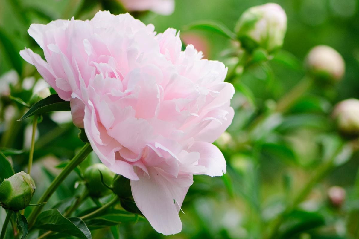 Pink Peony Flower with buds blooming in the luscious green background