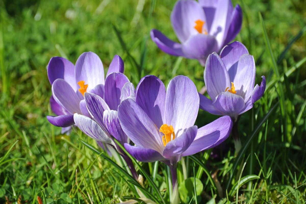 Plant Crocuses in Your Lawn in Fall for Spring Flowers