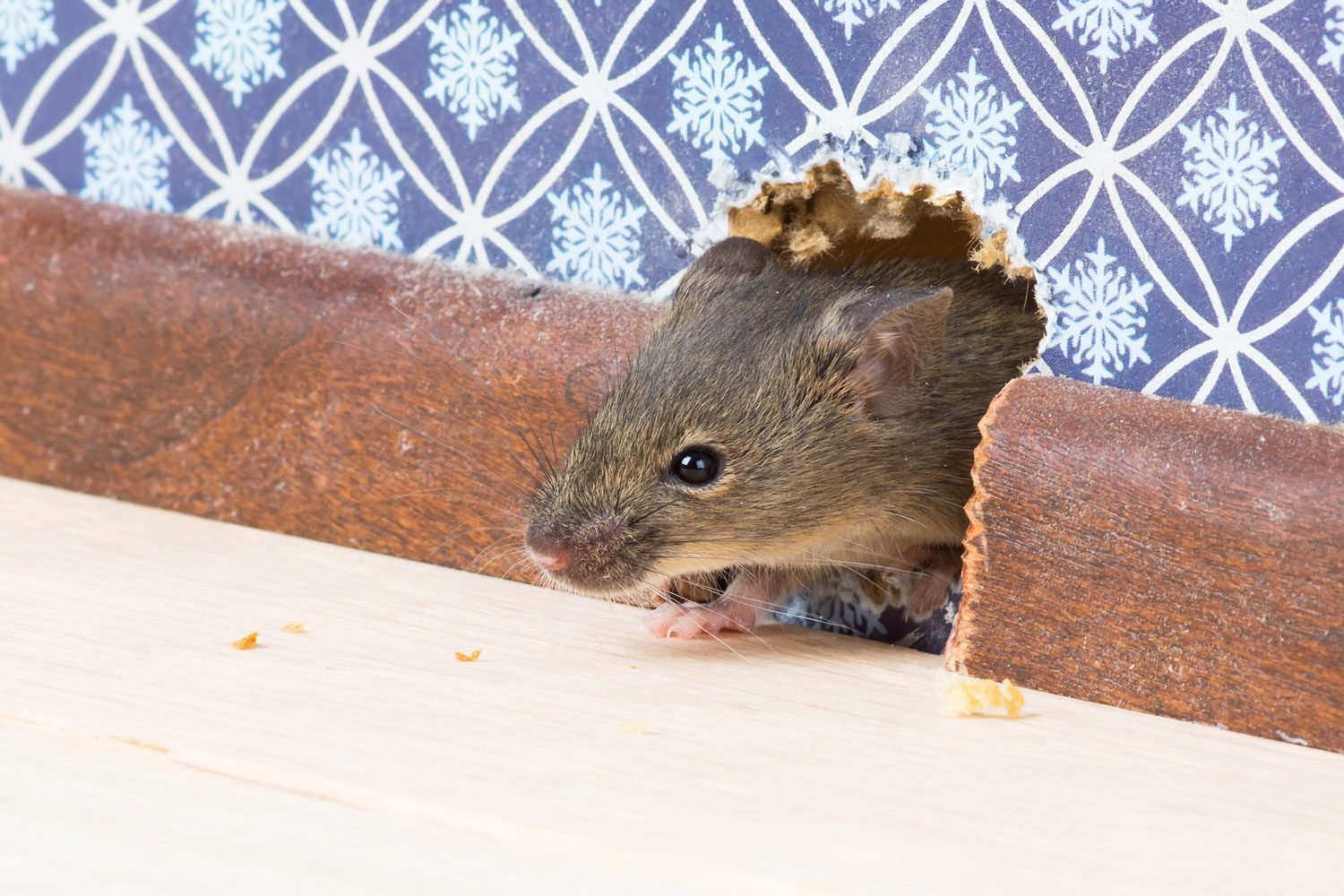 House Mice and How to Get Rid of Them