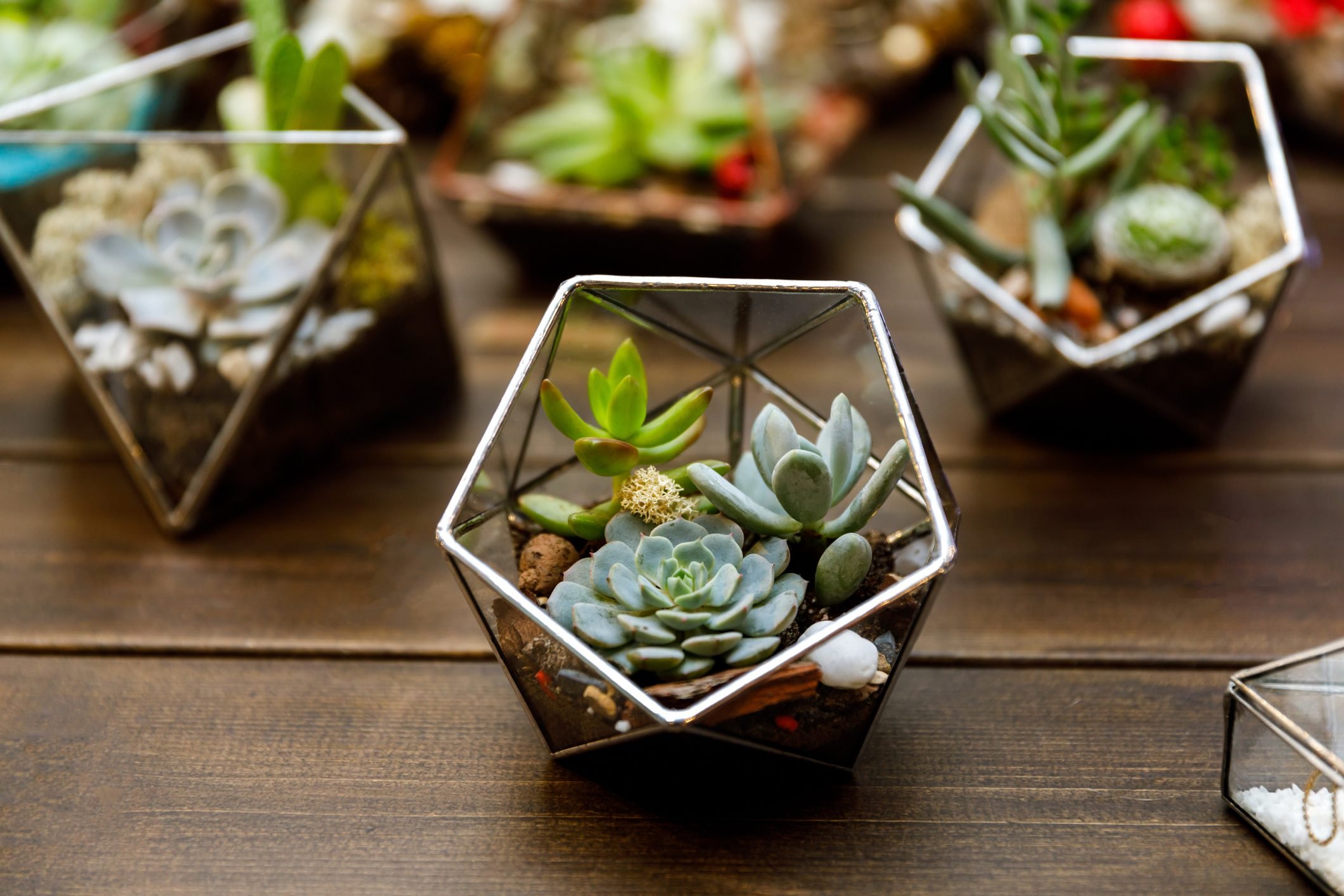 The Hottest Houseplant Trends To Watch in 2024