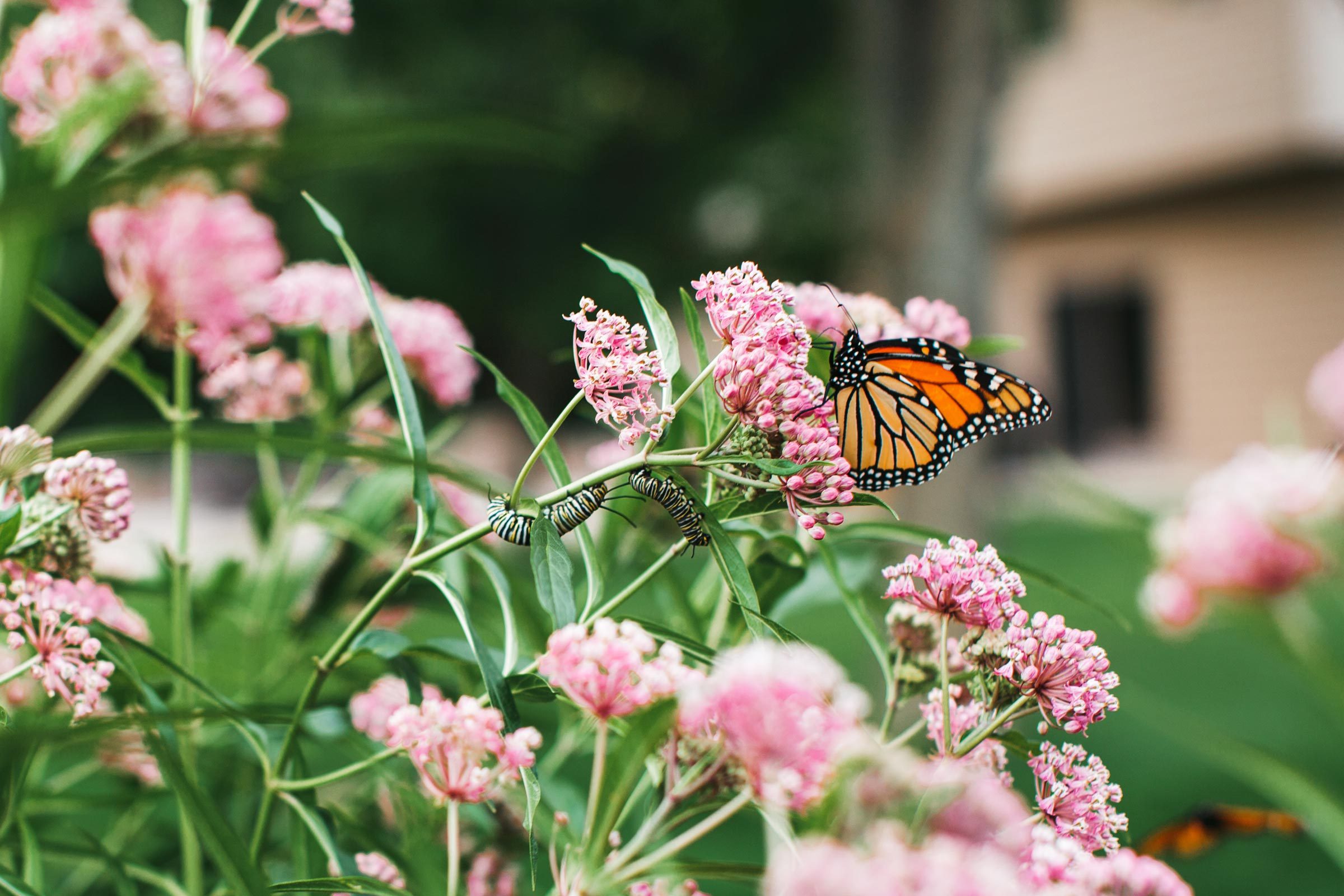 If You Want to Support Your Local Wildlife, Plant This