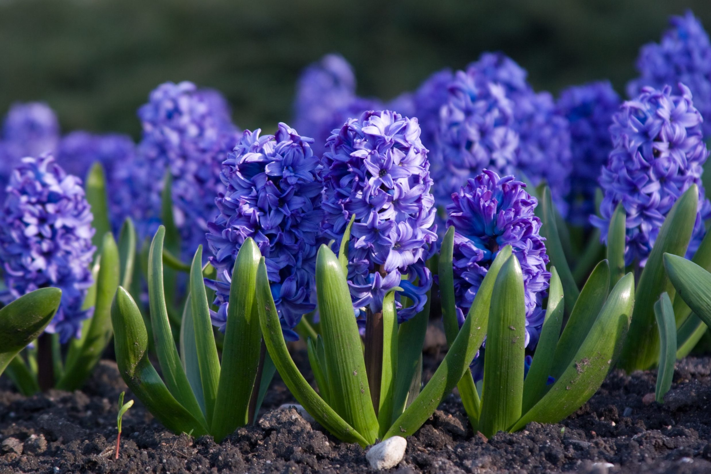 Guide To Growing and Forcing Hyacinth Bulbs