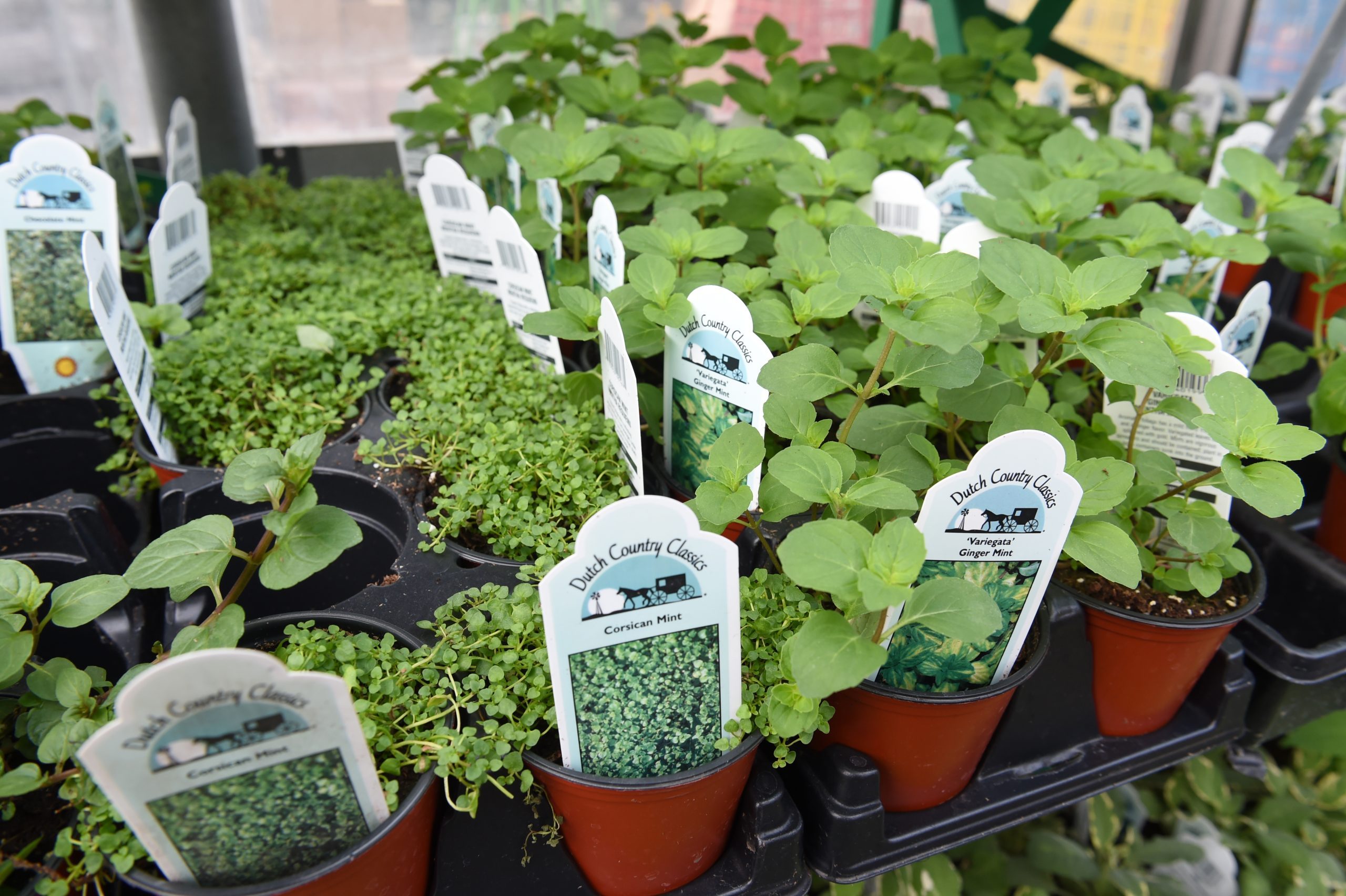 How To Read Plant Tags