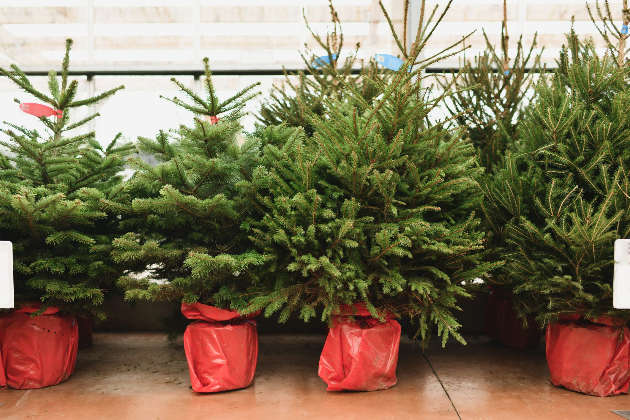 How To Care for a Living Christmas Tree