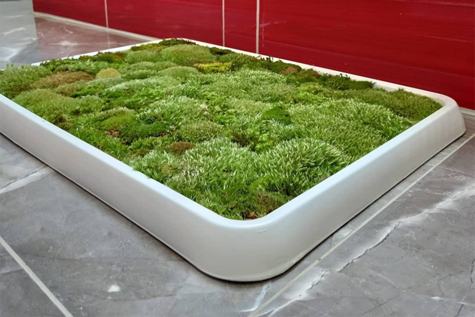 Do You Need a Living Moss Rug?