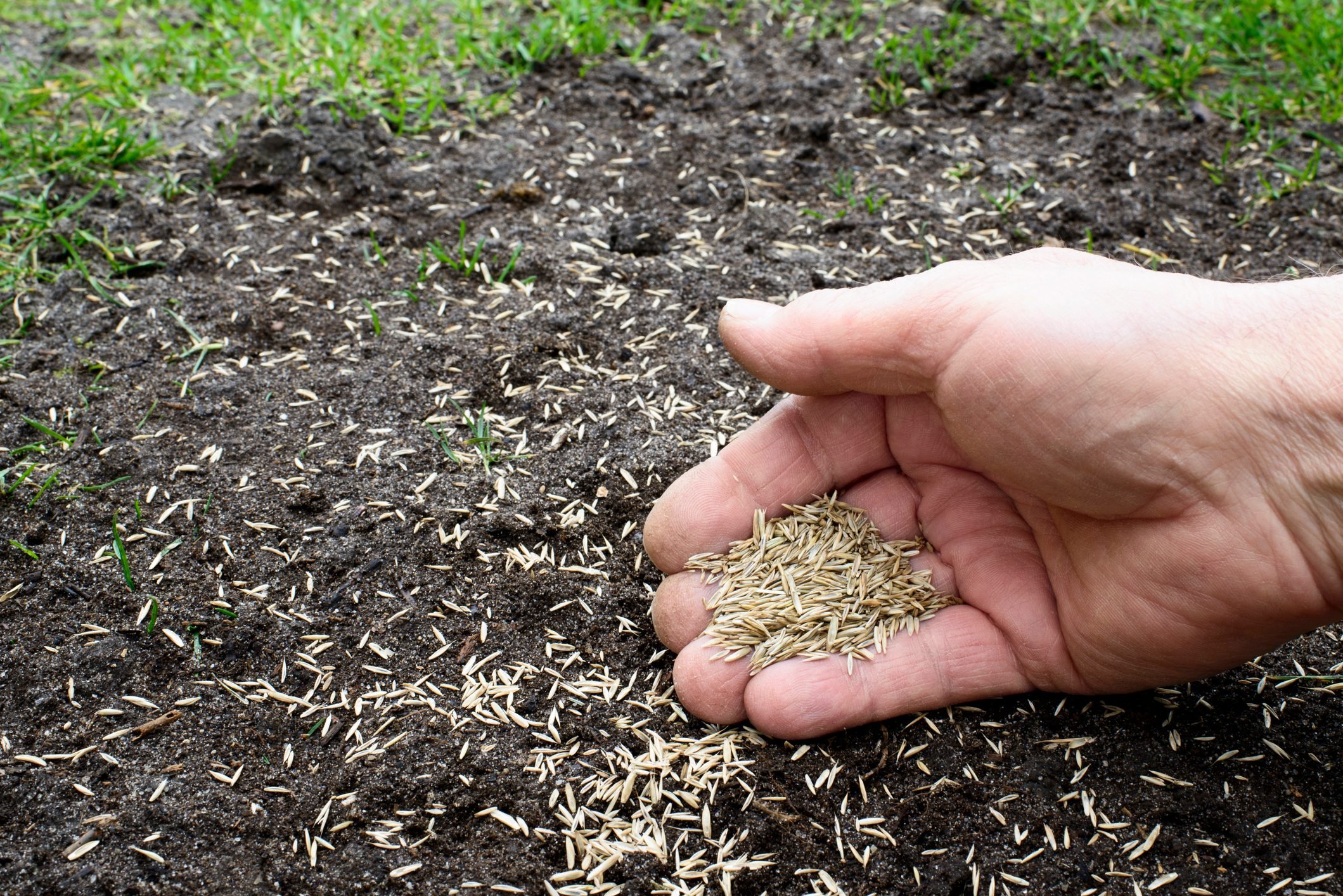 planting Grass seeds