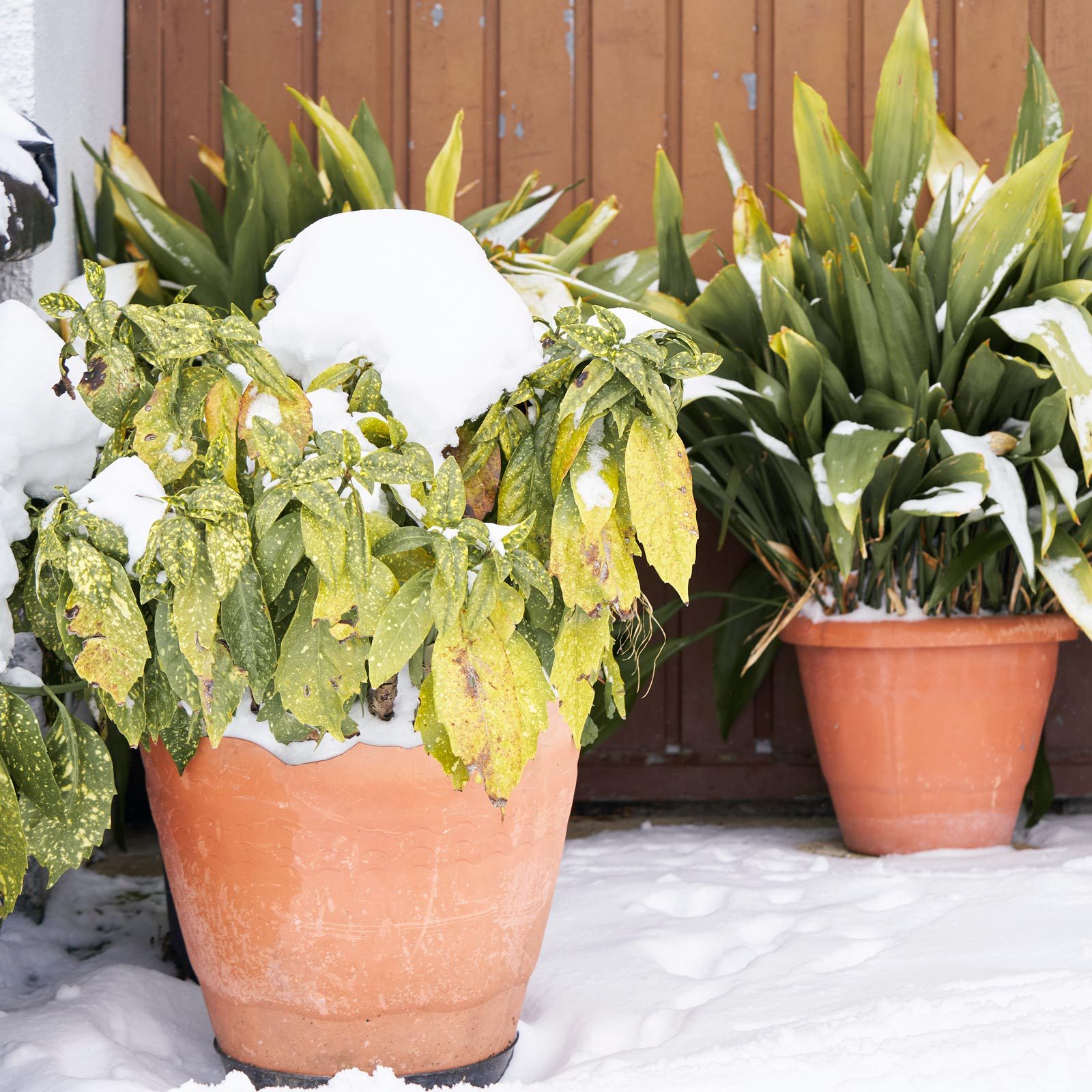 How To Tell if a Plant Is Dead or Dormant