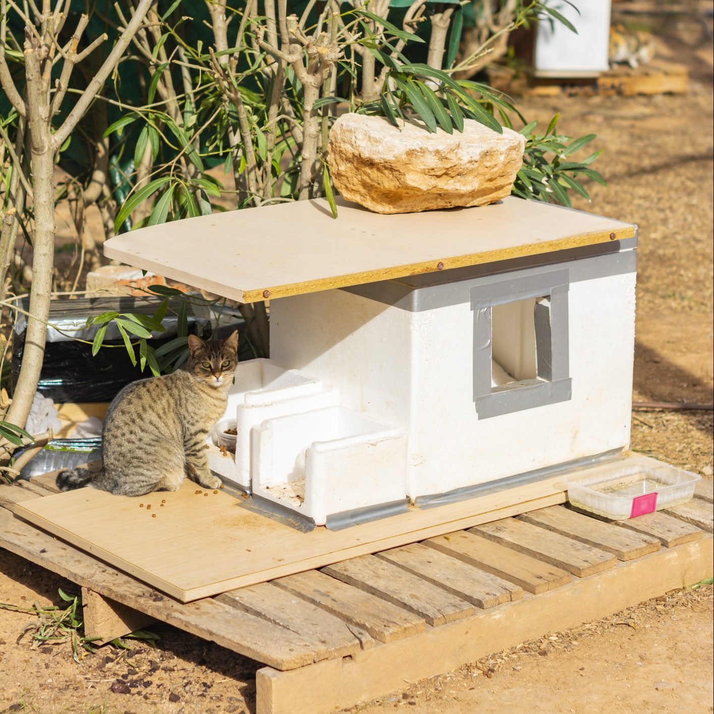 10 Awesome Outdoor Cat House Ideas For Feral Felines