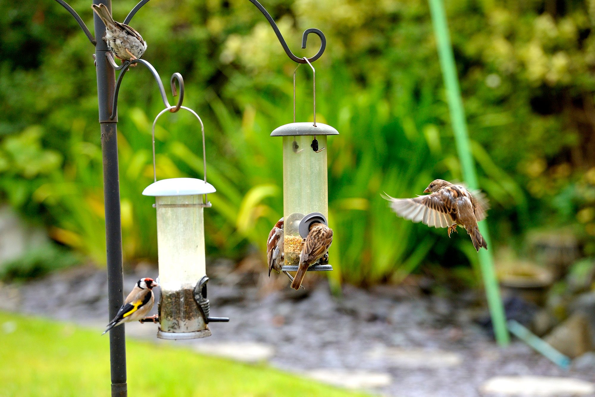 Is It OK To Feed Birds?