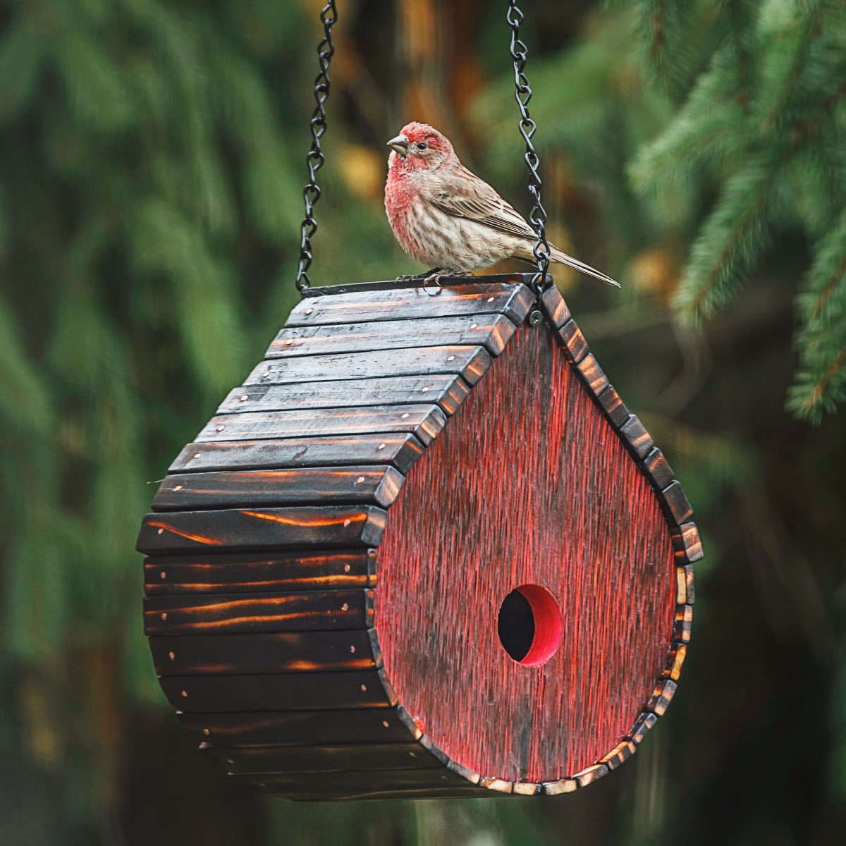 How To Build a Birdhouse