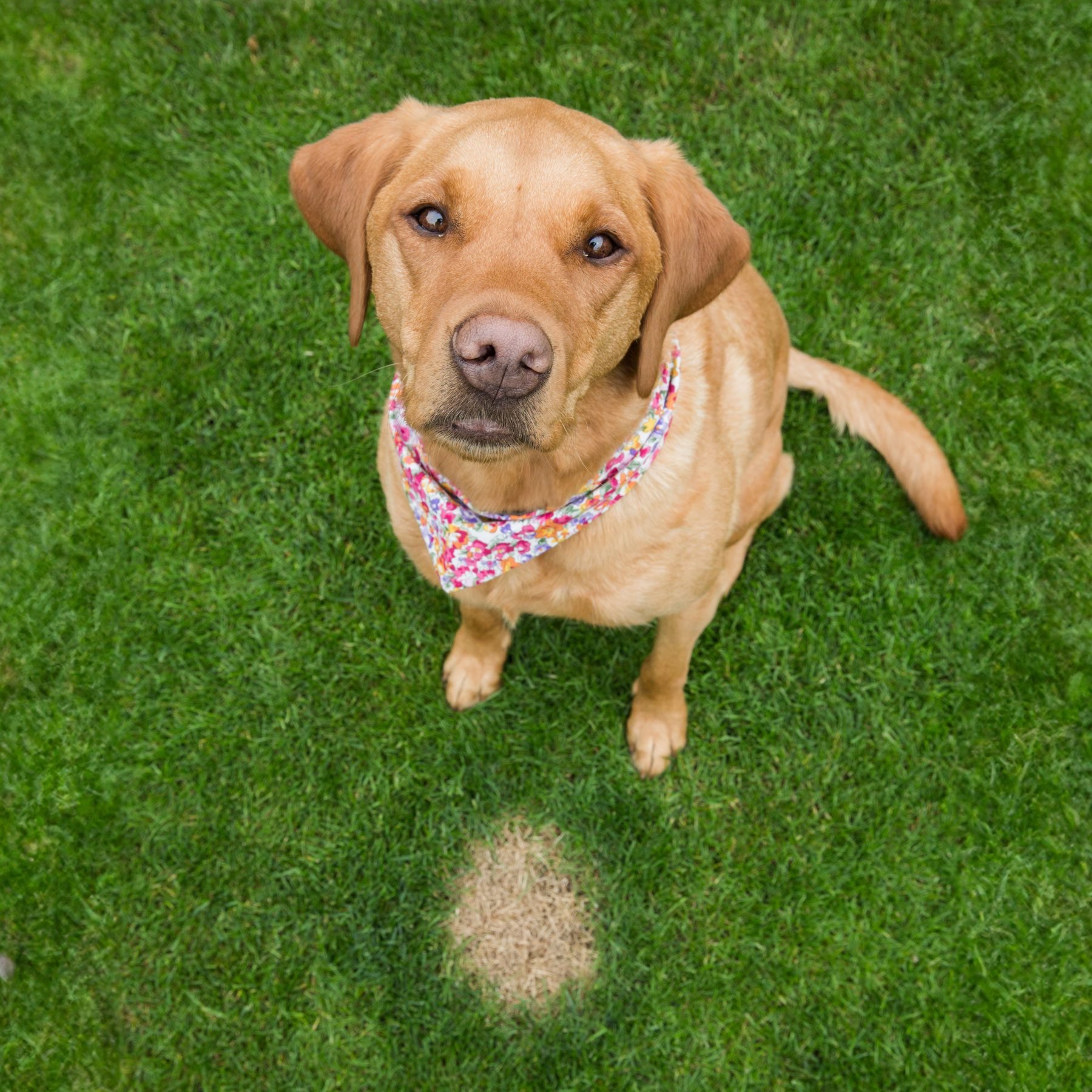 Why Does Dog Pee Burn the Grass?