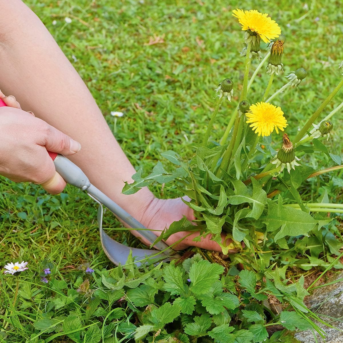 12 Most Common Weeds and How To Get Rid of Them