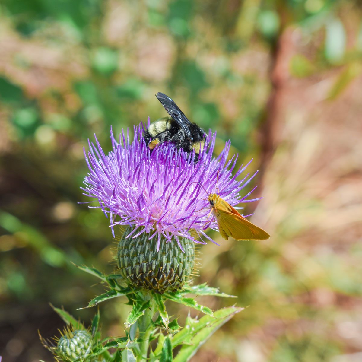 How to Get Rid of Thistle Weeds for Good