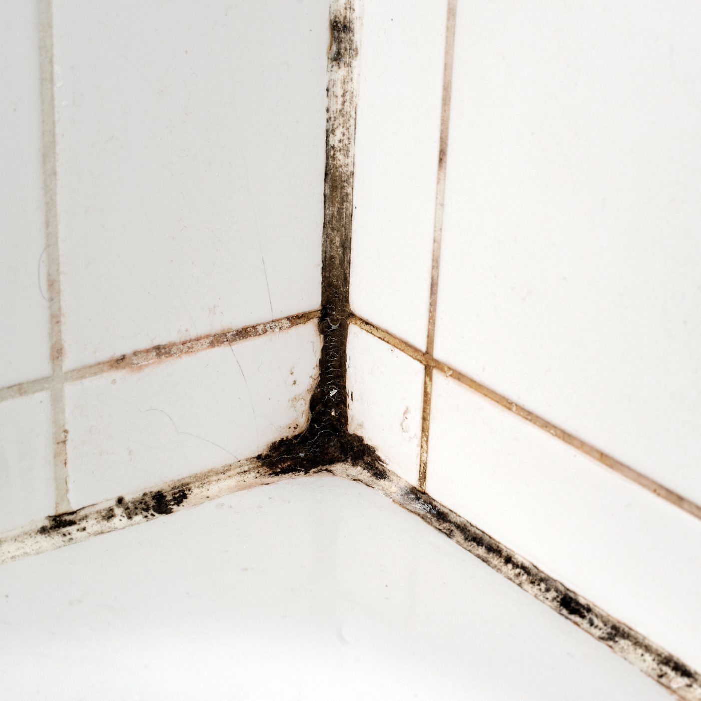 9 Bathroom Mold Types To Be Aware Of