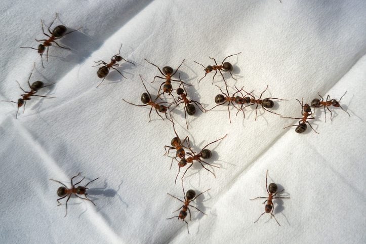 How To Get Rid of Sugar Ants In Your Home