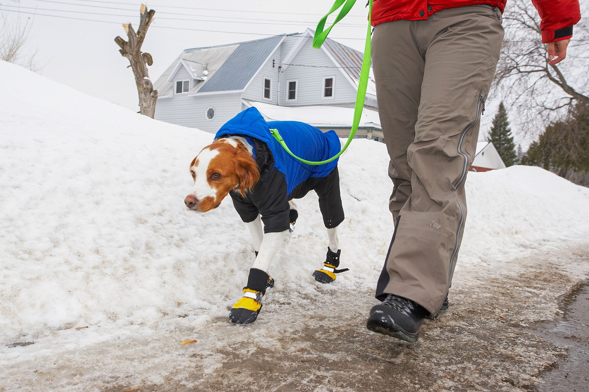 Is Ice Melt Bad for Dogs?