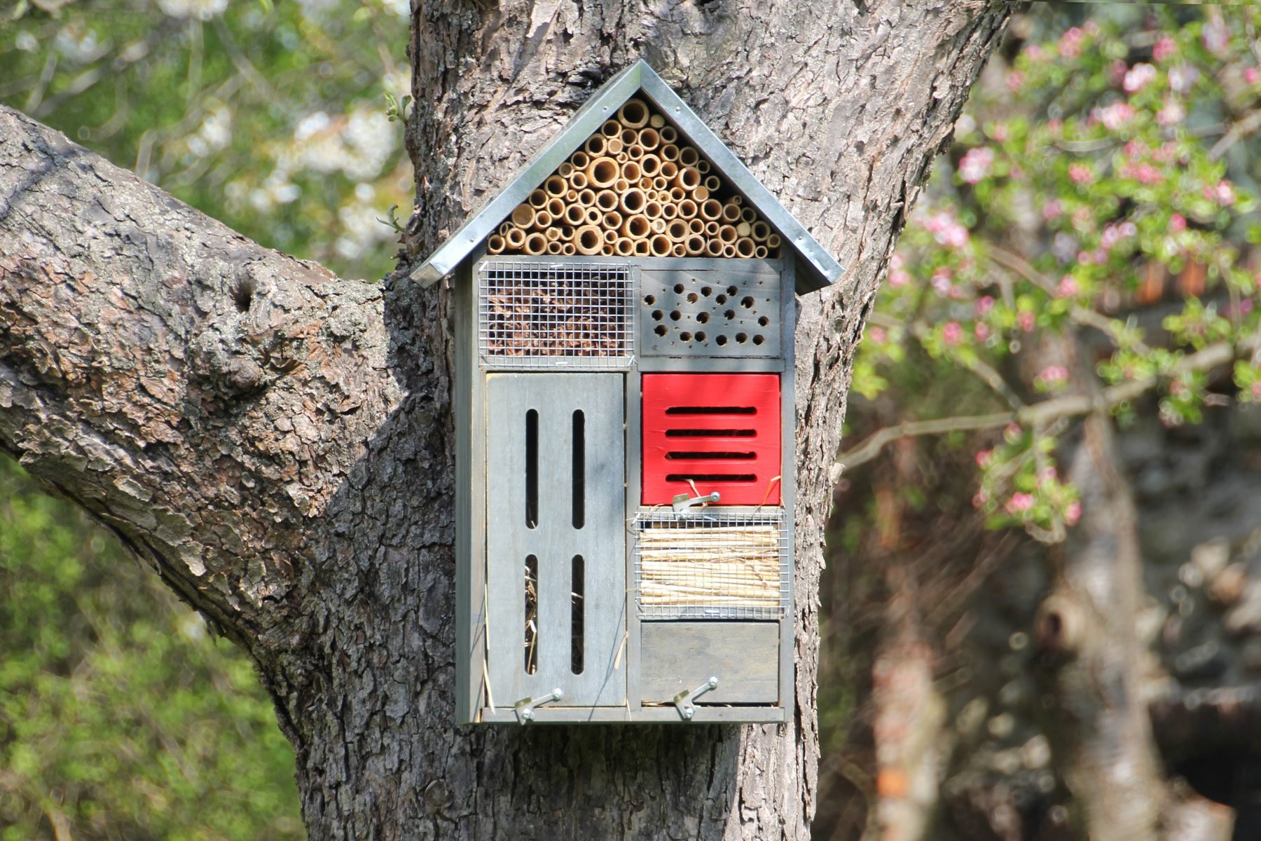 What To Know About Insect Houses
