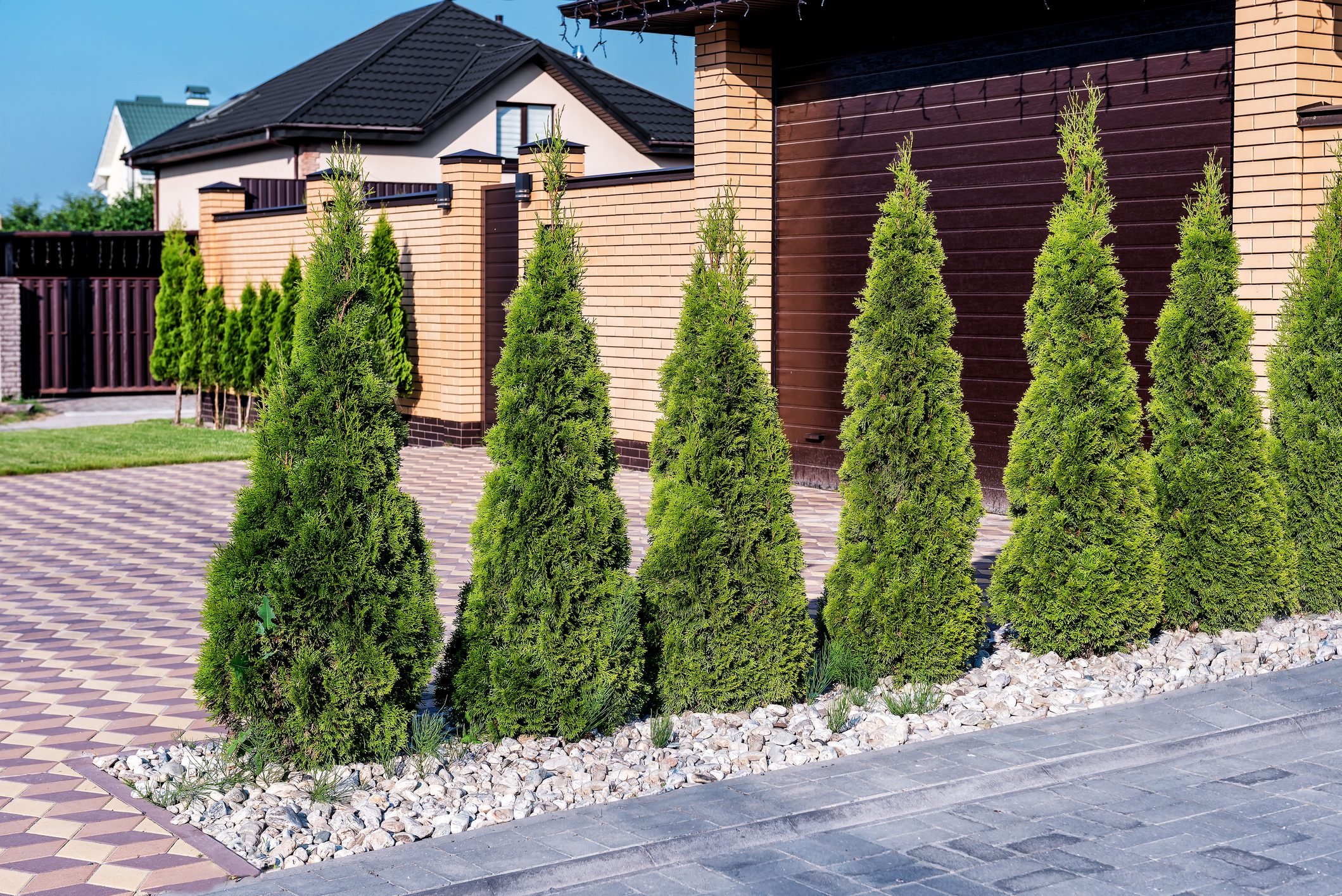 25 Trees for Every Landscape Need