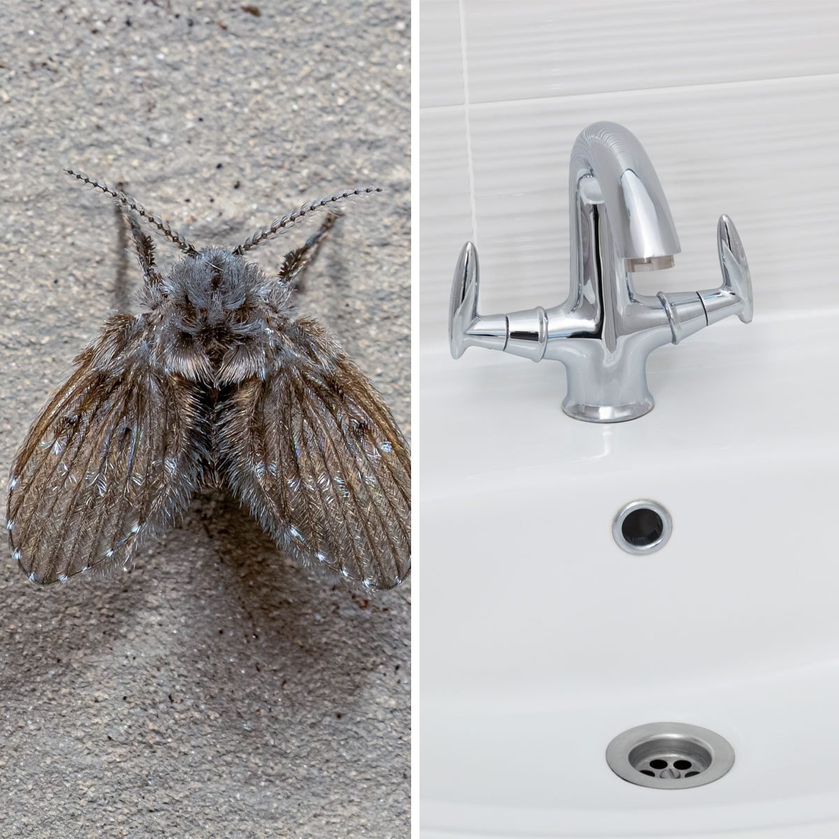 How To Get Rid of Small Flies In Your Bathroom
