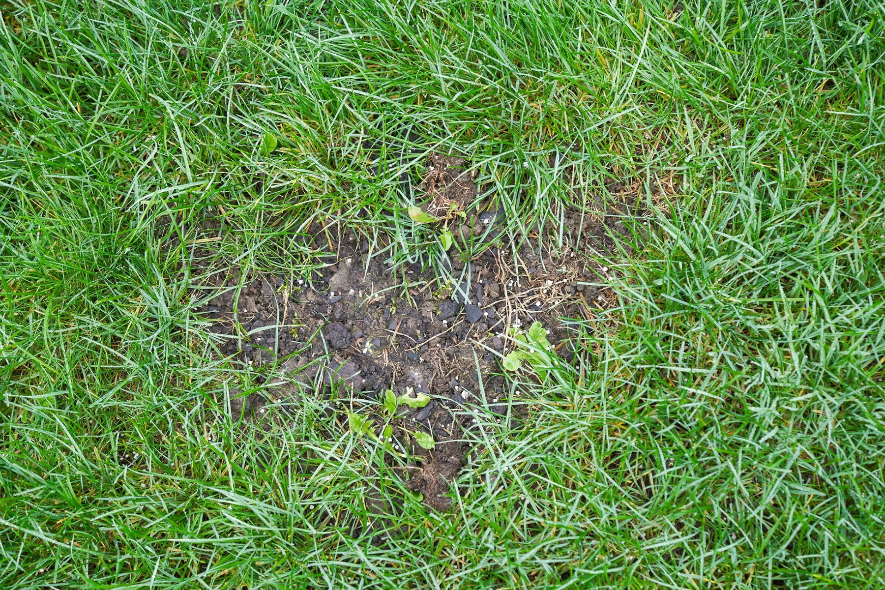 Will Grass Spread and Cover the Bare Spots in My Lawn?