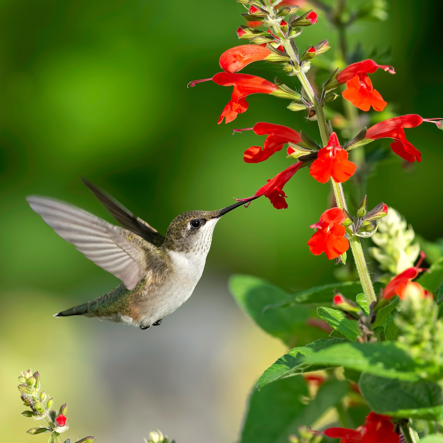 What Plants Do Hummingbirds Love Most?