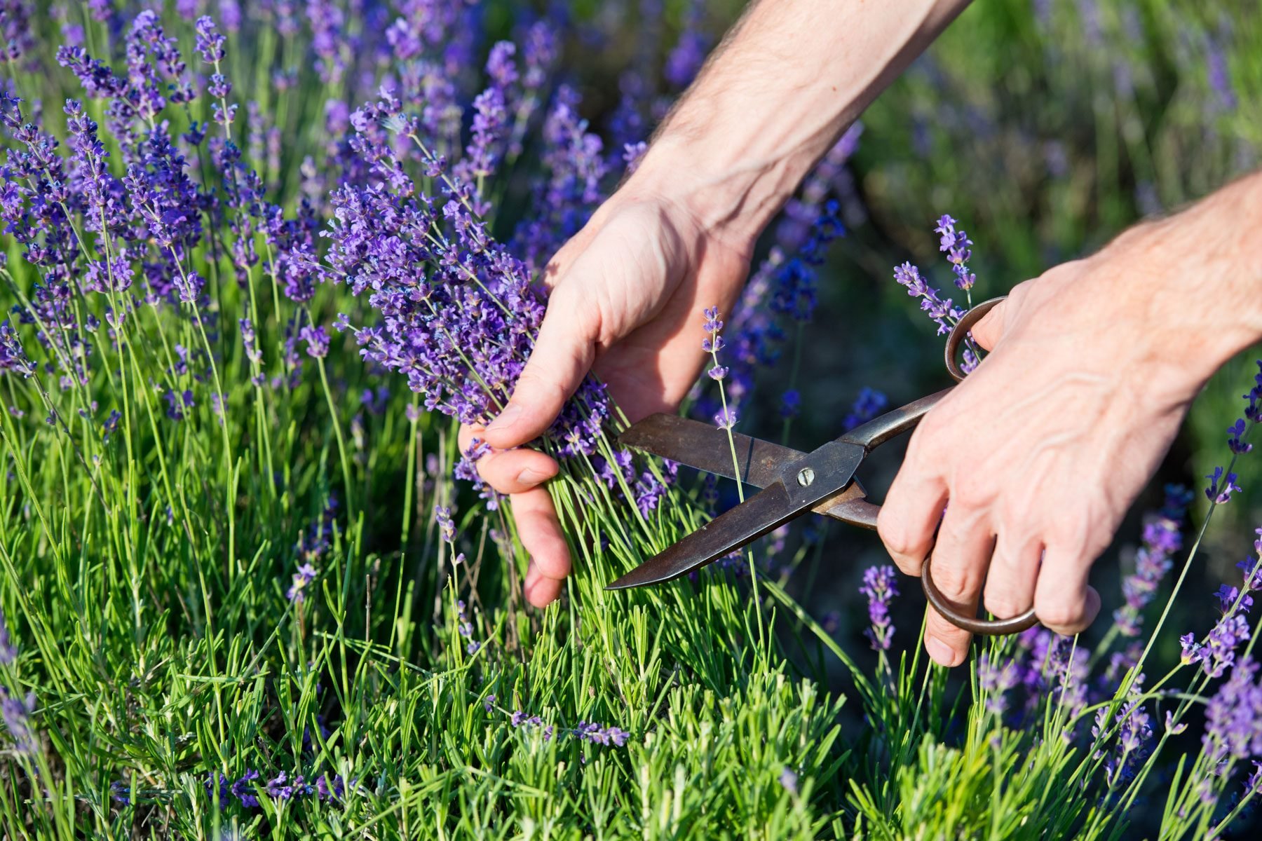 How and When to Prune Lavender
