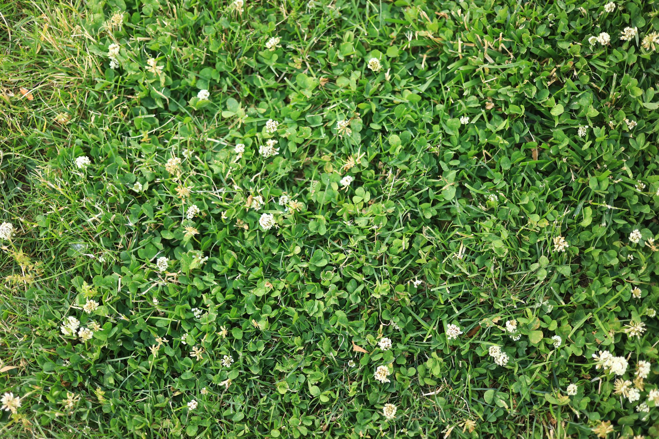 White clover common lawn weed plant