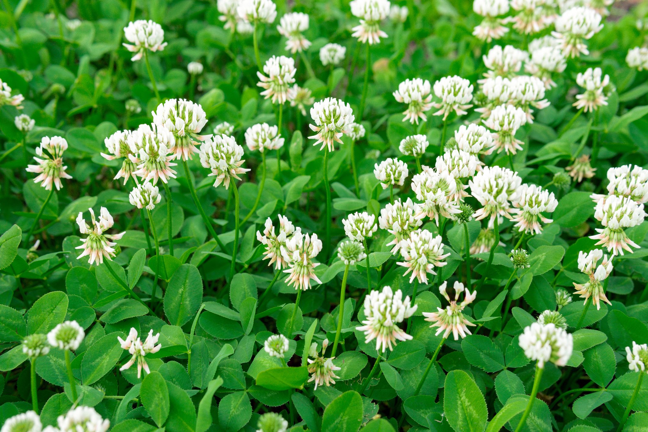 How to Get Rid of Clover in Lawn
