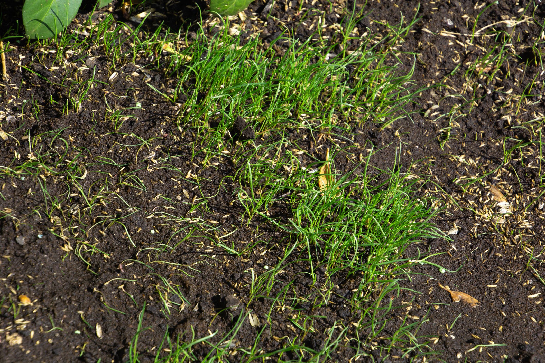 spring theme with young grass lit by the early spring sun