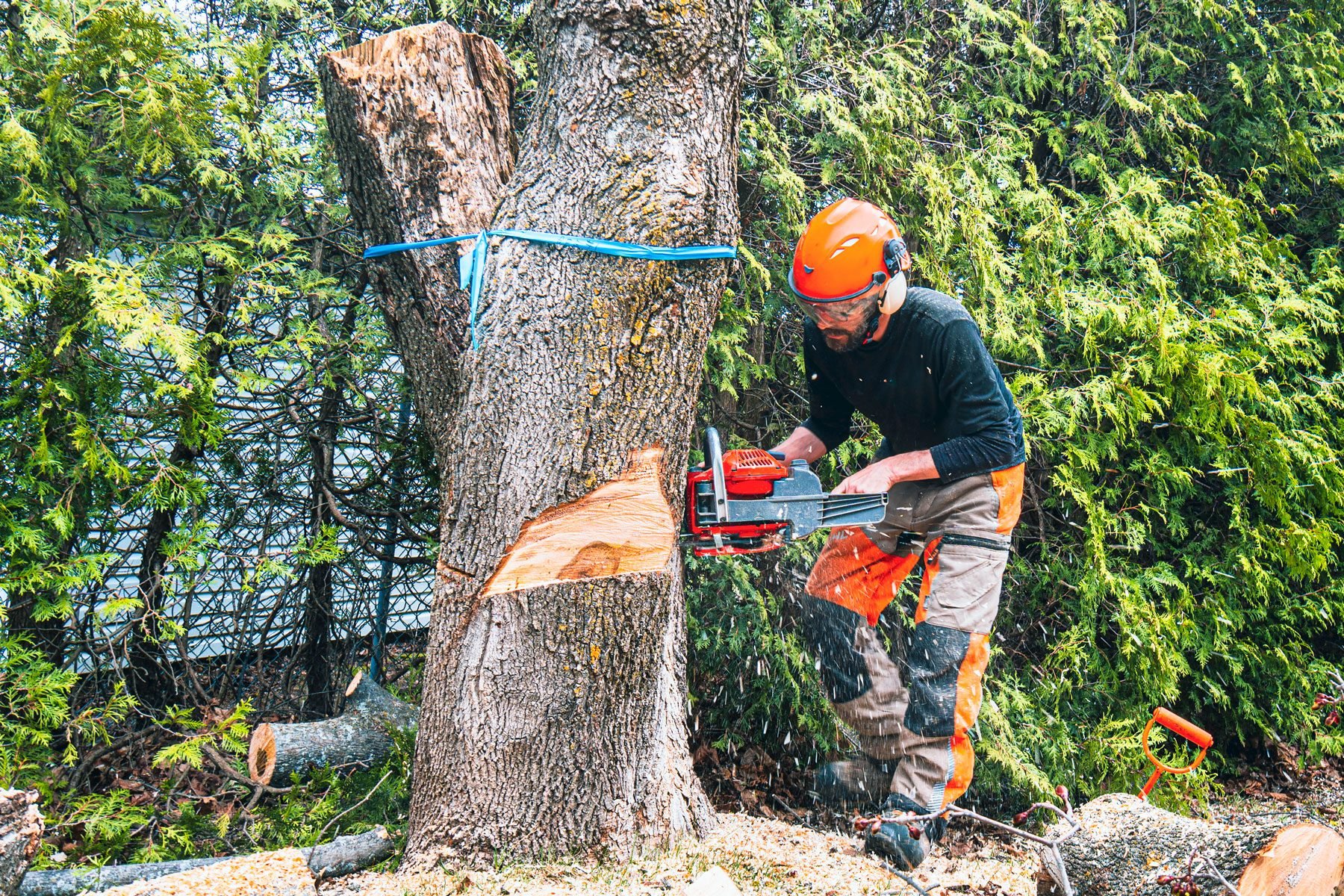 How Much Does Tree Removal Cost?