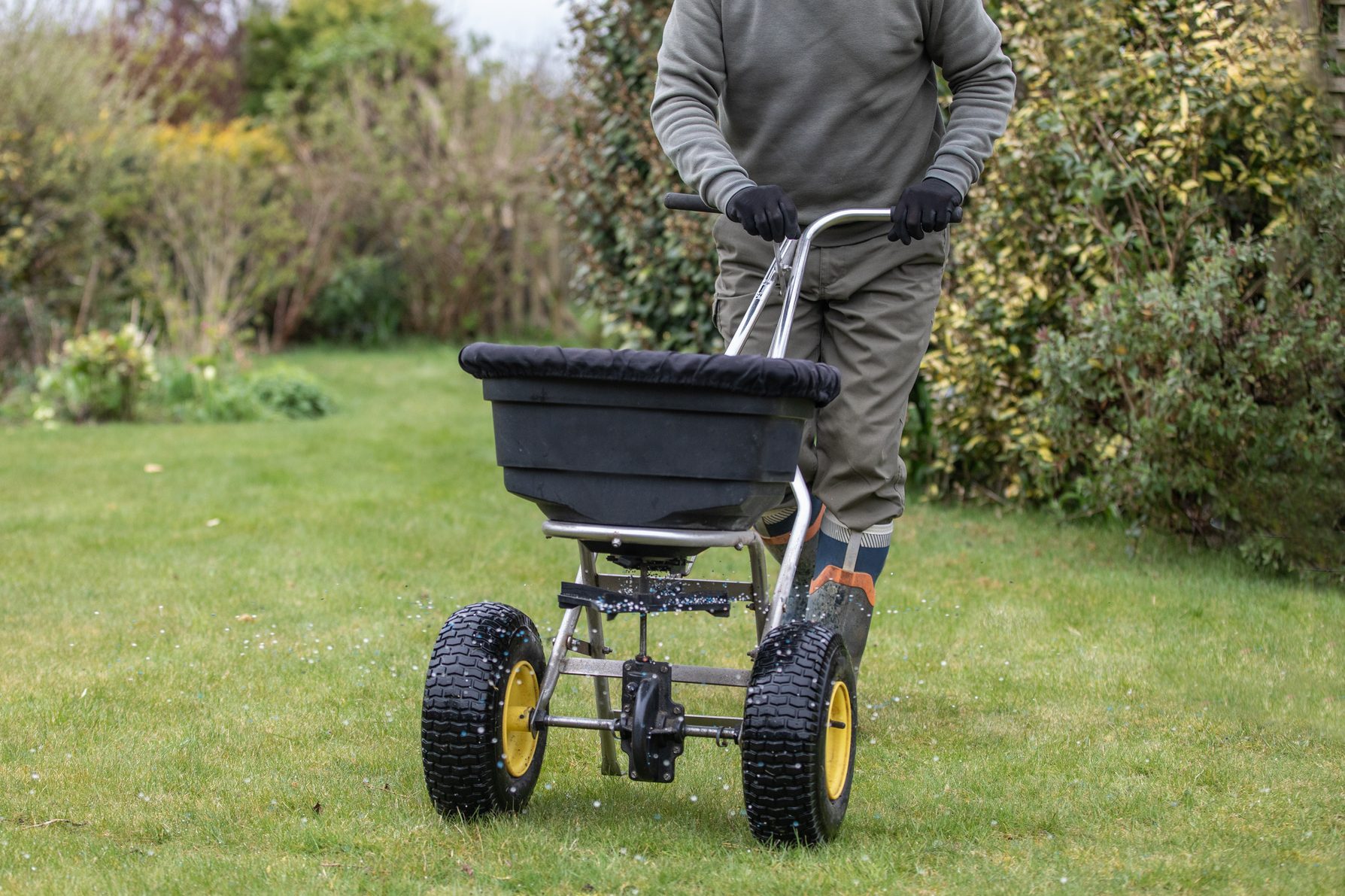 Gardener spreading fertiliser in lawn