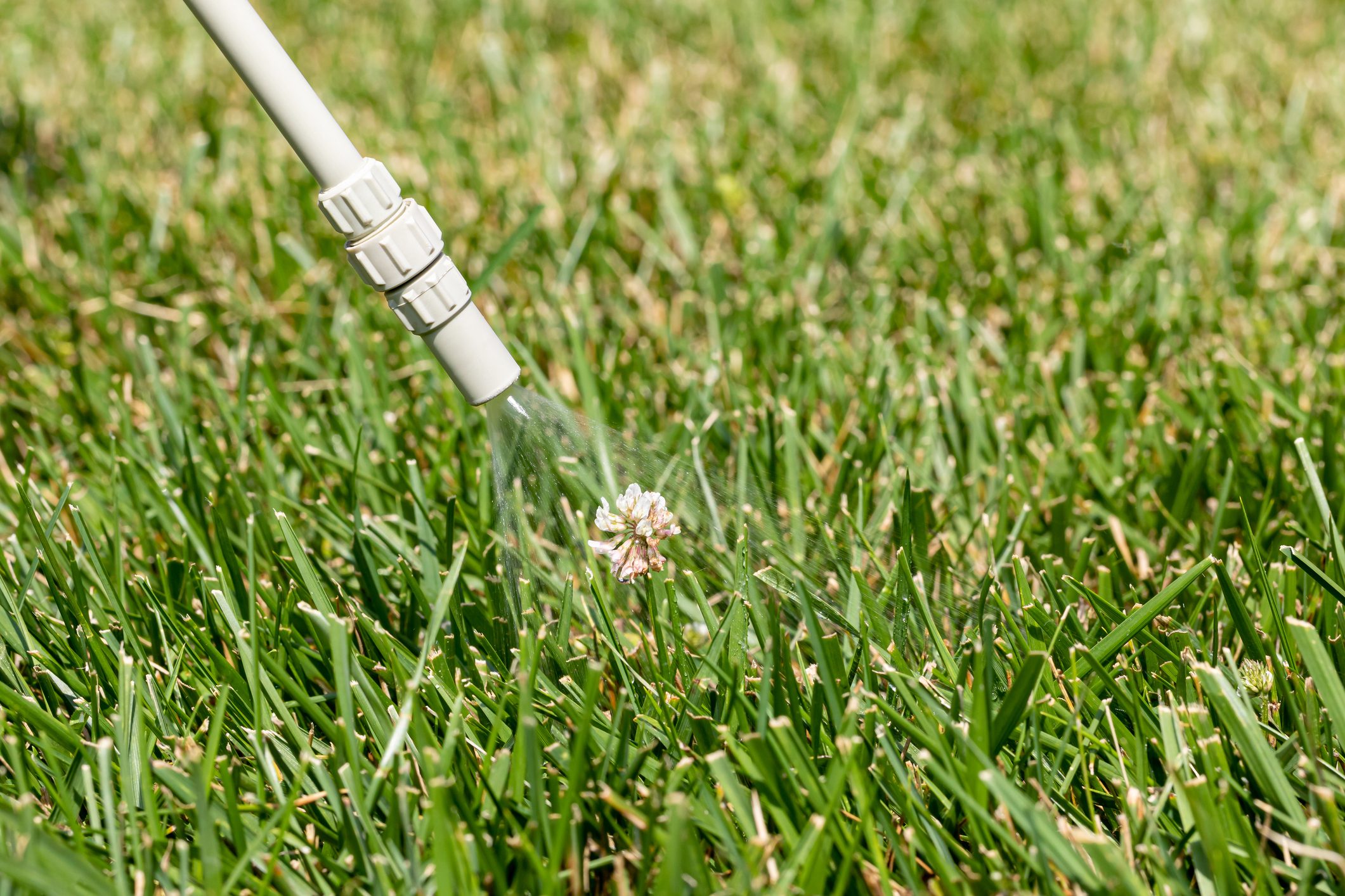 Spraying weed killer on white clover weeds in lawn