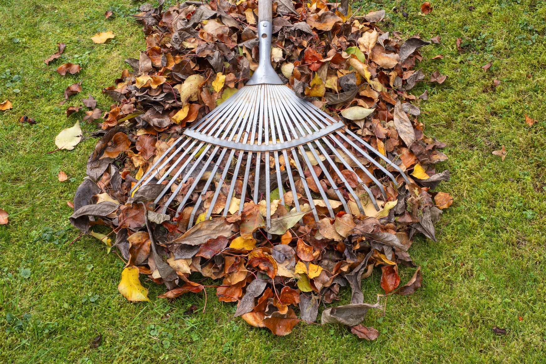 Raked leaves and rake on green grass in autumn