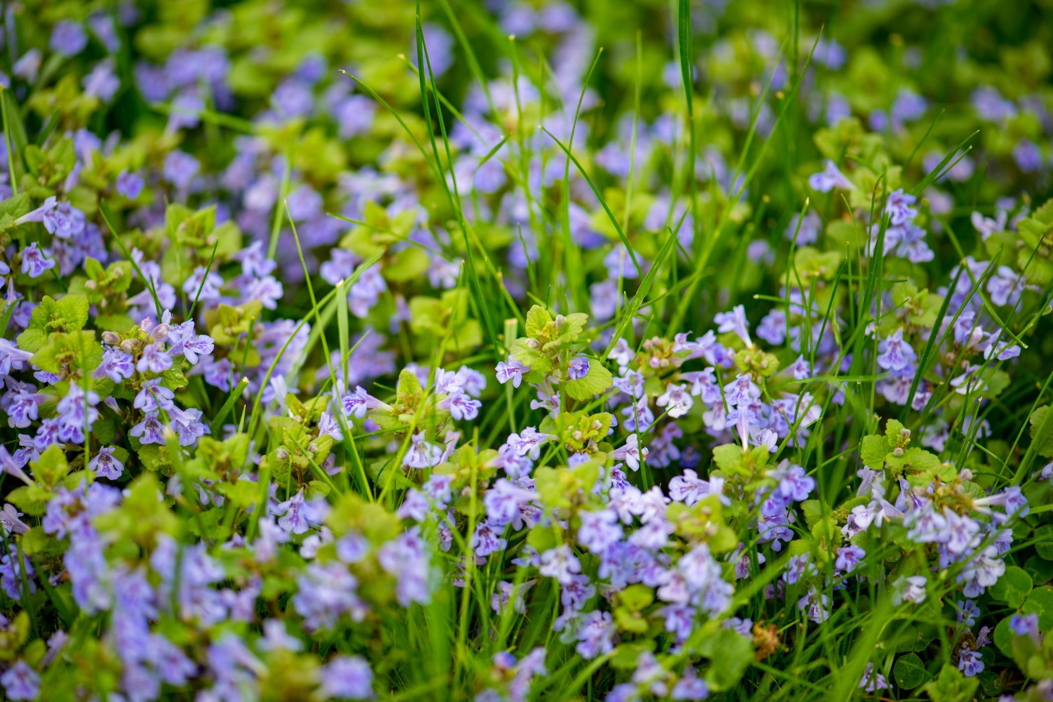 Purple creeping Charlie weed overtaking the green grass of the front lawn.