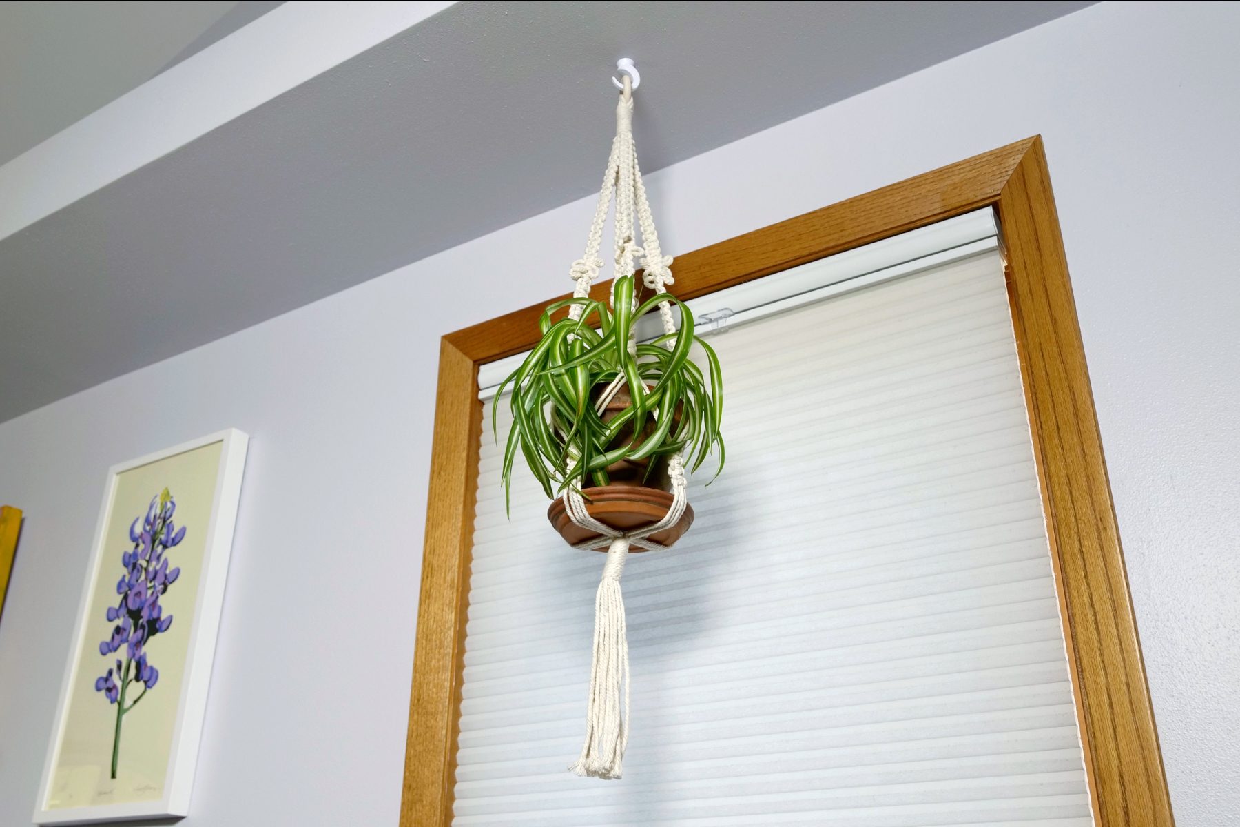 How to Hang Plants From the Ceiling - Taskrabbit Blog