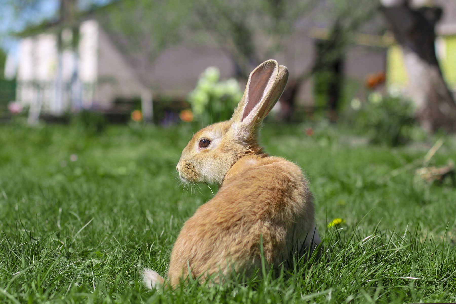 Keep Rabbits Away From Your Lawn with These Nifty Tricks
