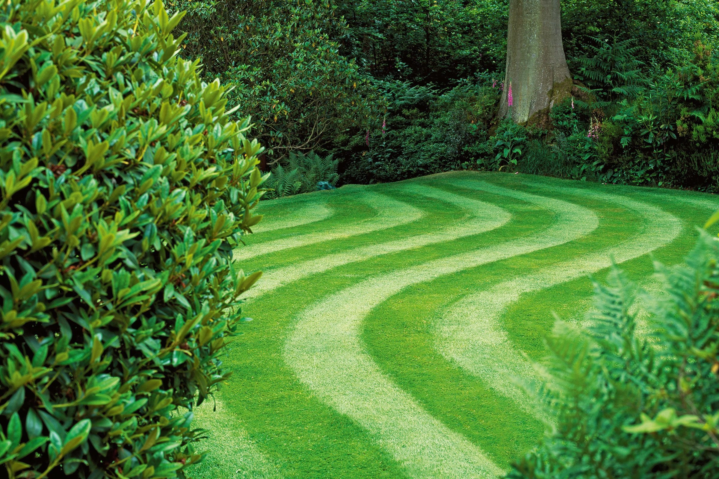 How to Grow Greener Grass