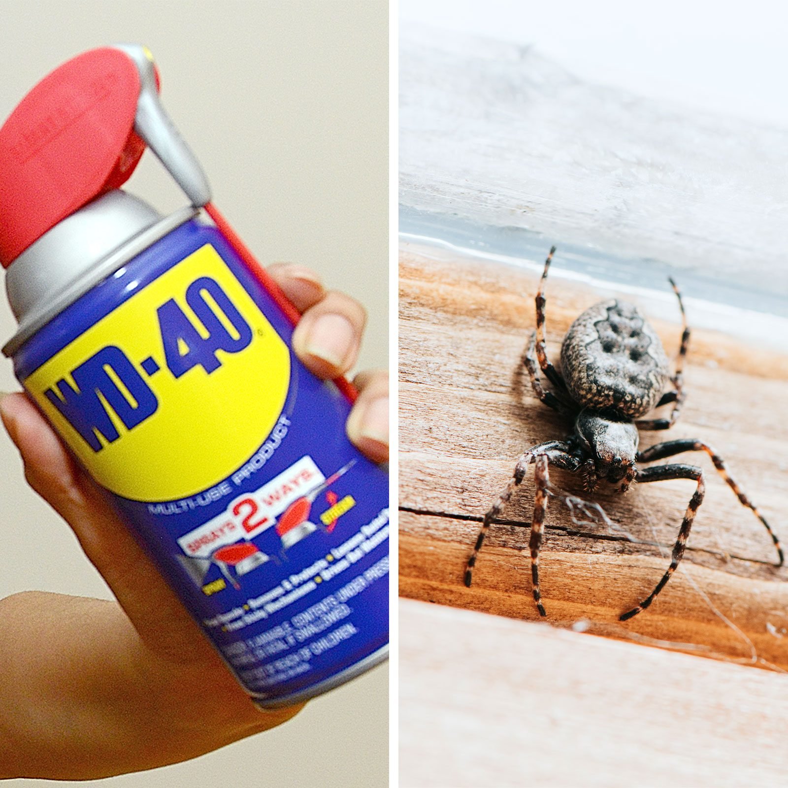 Can WD-40 Keep Spiders and Ants Away? An Expert Weighs In