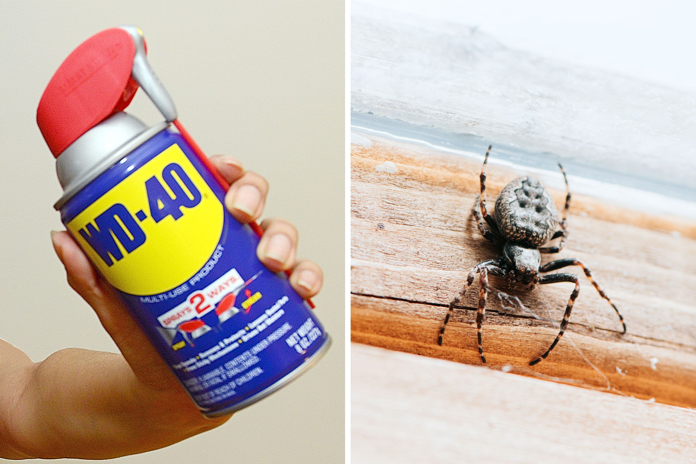 Can Wd 40 Can Keep Spiders And Ants Away Gettyimages 1488434420 1372825251