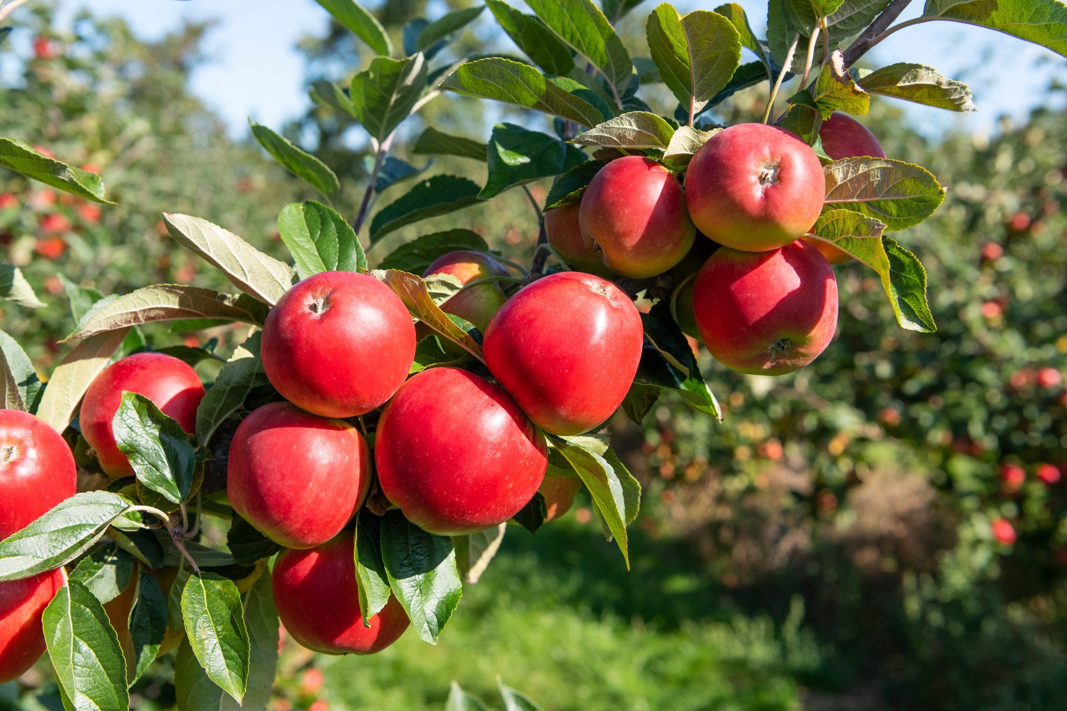 Apple Norfolk Royal. Norfolk. UK