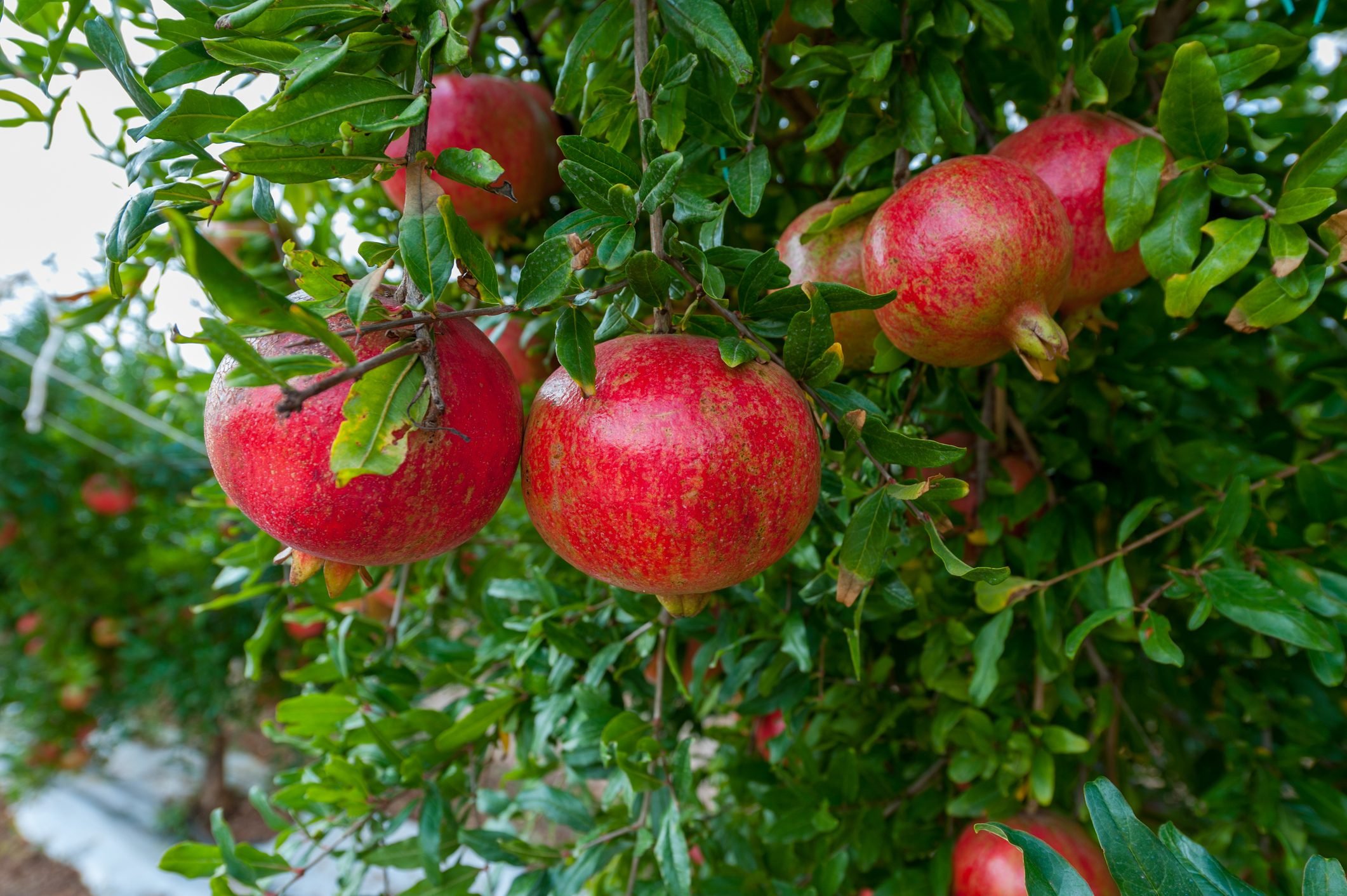 Pomegranates cultivation in South Apulia