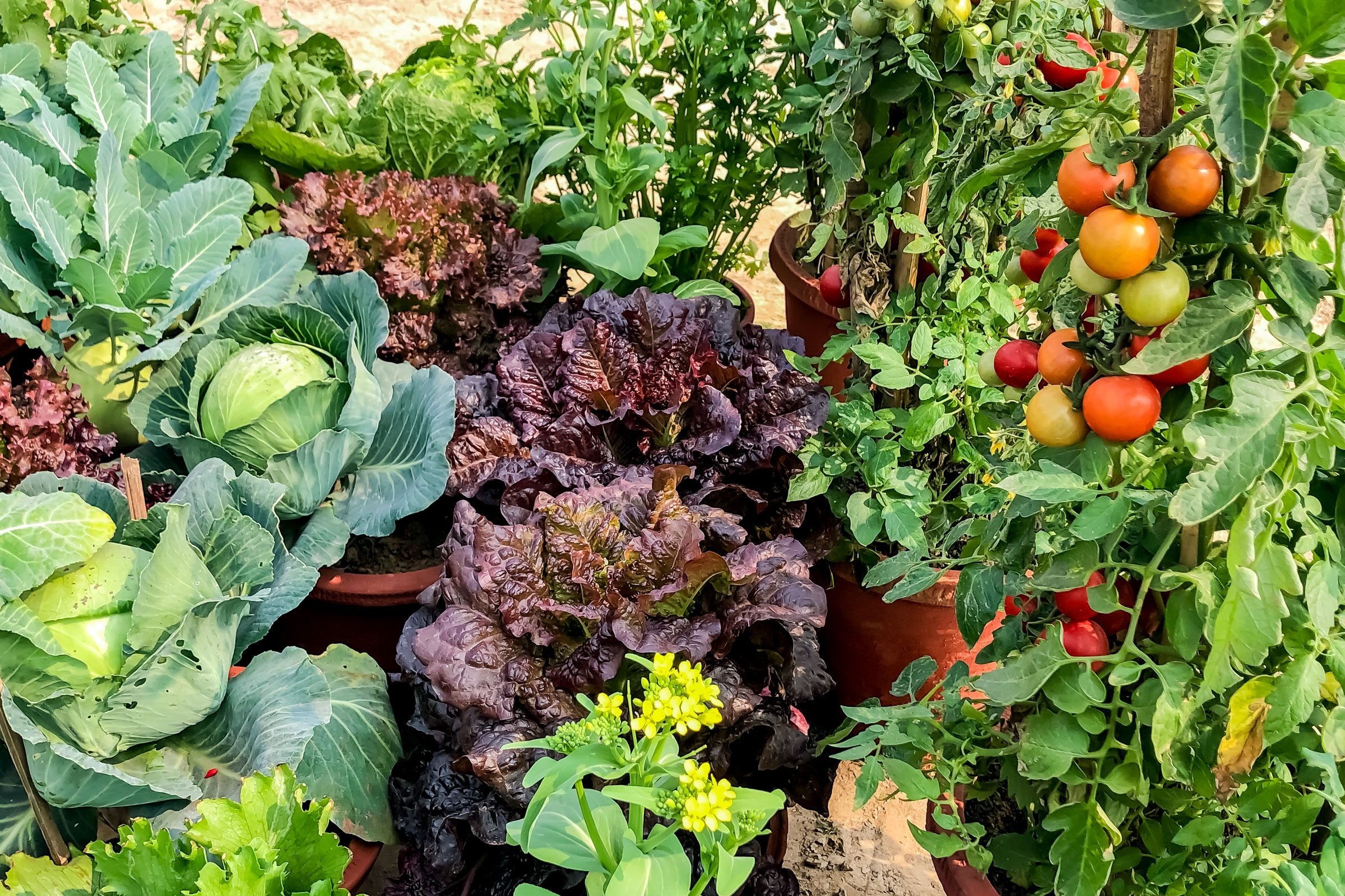 12 Easiest Vegetables to Grow, According to Gardening Experts