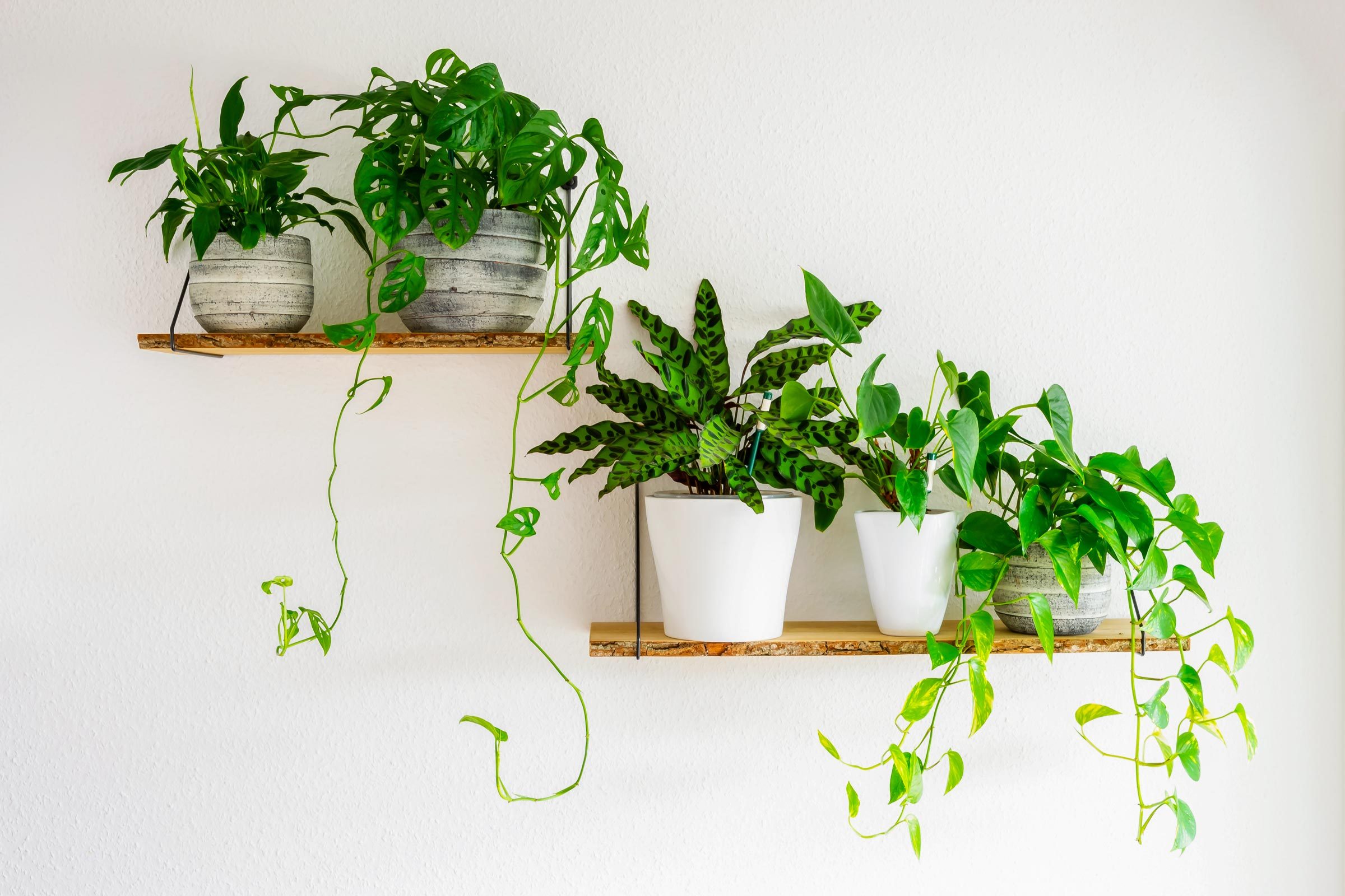 14 Foliage Plants to Enhance Any Room