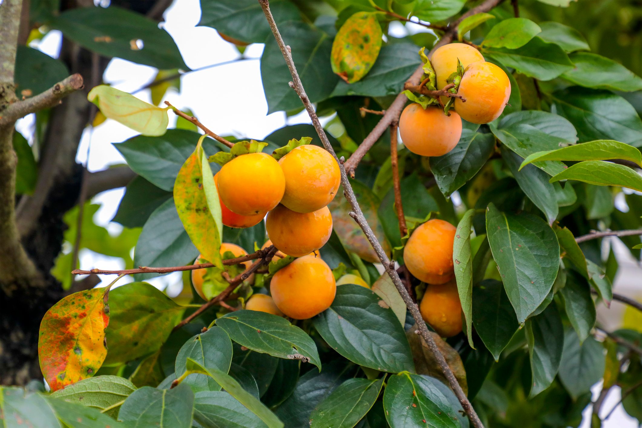 Persimmon tree