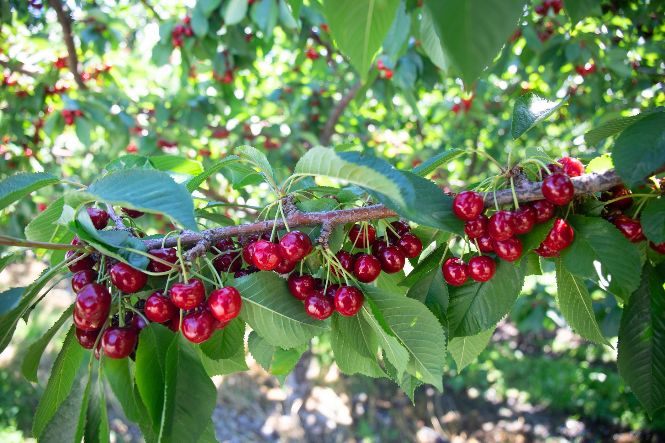 Fresh cherries on tree.
