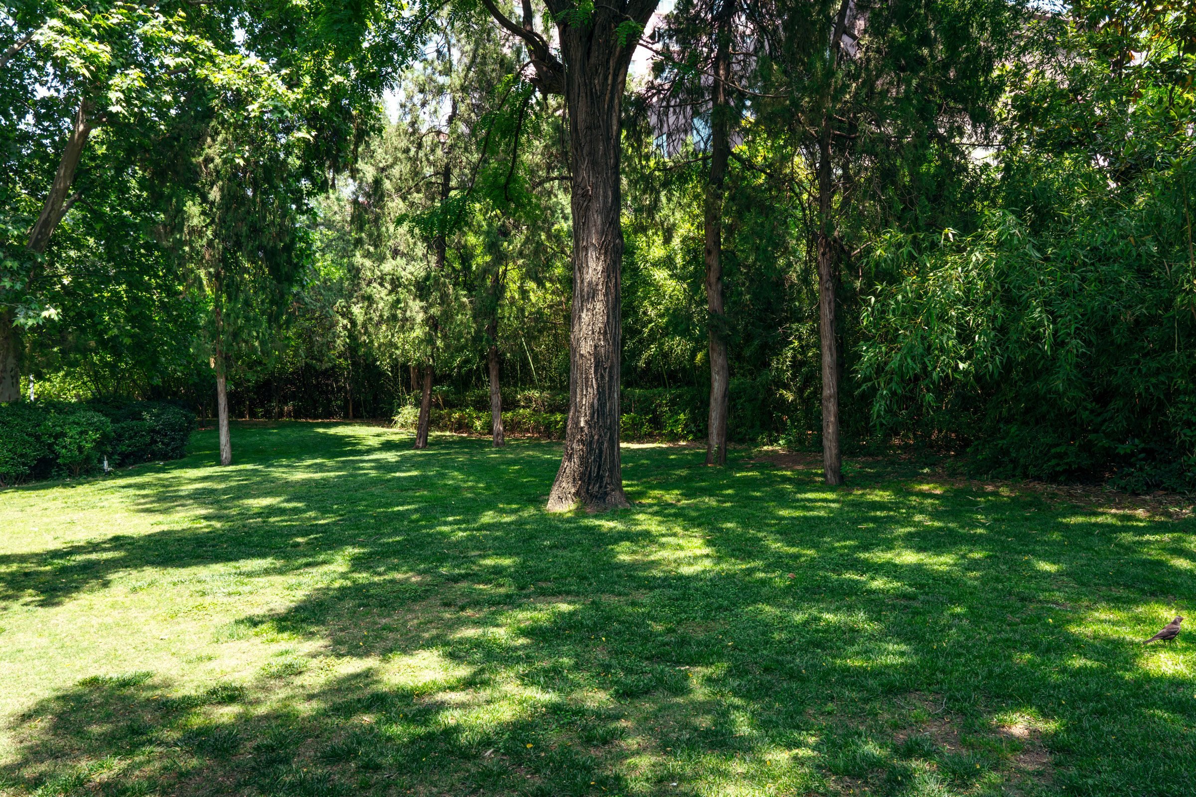 Grass growing in the shade under a tree in the backyard