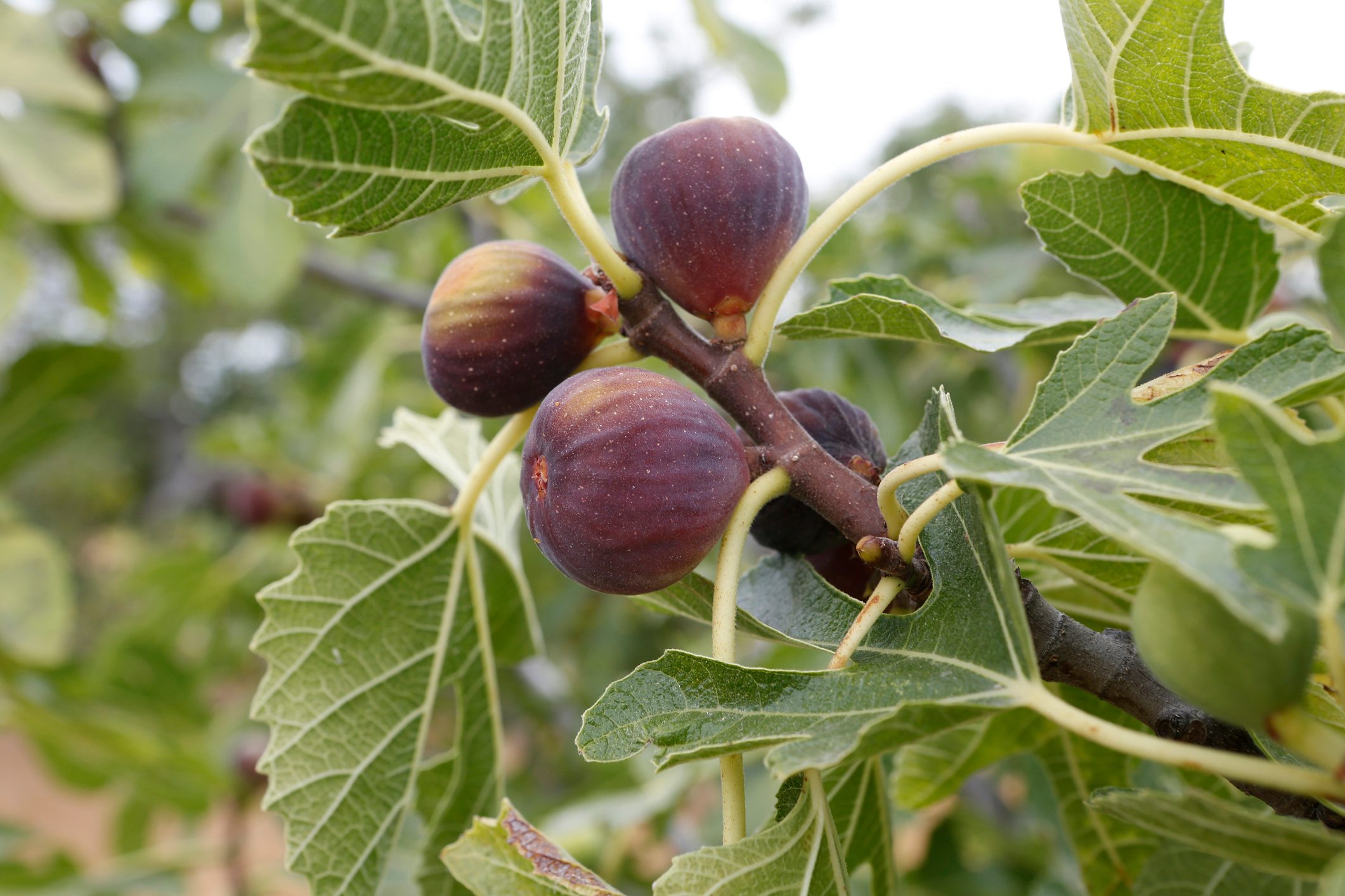 Figs